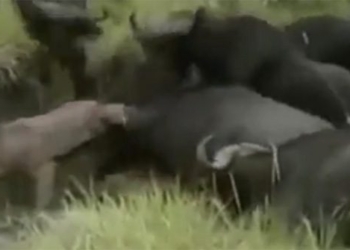 wild buffalo attacks lion to revenge 117530