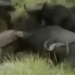 wild buffalo attacks lion to revenge 117530