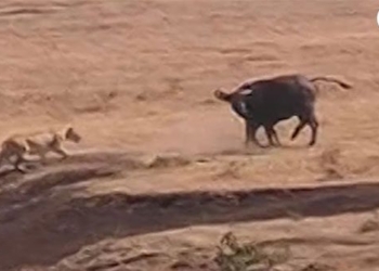 wild buffalo fights lion to protect its calf and dramatic conclusion 117202