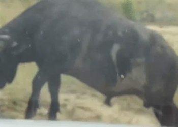 wild buffalo strange attack tire tube to escape from lion 116698