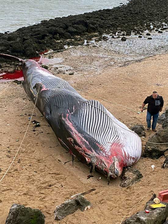 The deceased fin whale with several severe injuries on its body.