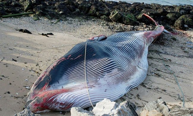 The fin whale carcass washed up at the port of Calais last weekend.