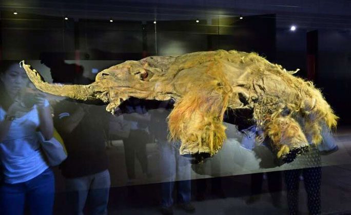"Natural "mummy" of a small woolly mammoth displayed in Yokohama