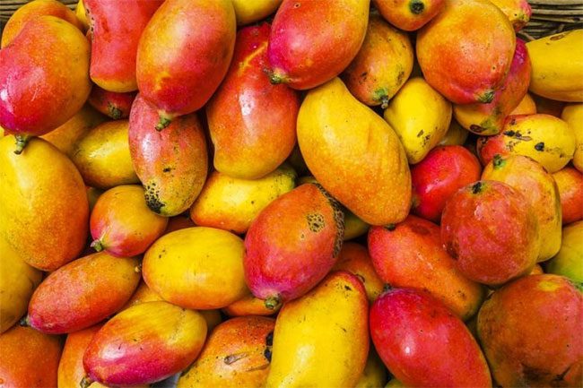The last ripe mangoes of the season fall to the ground.
