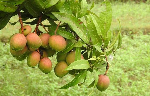 Mangoes in Khan's garden.
