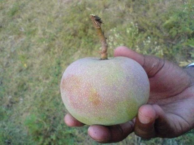 Apple-shaped mango