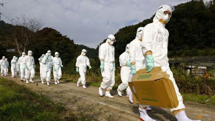 Veterinary staff handling an avian influenza outbreak in northern Japan in 2020.
