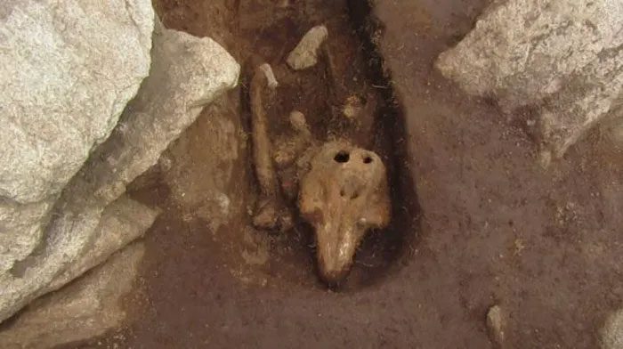 Dolphin skeleton.