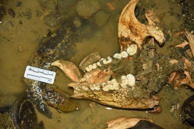 A piece of panda jawbone still retains many well-preserved teeth.