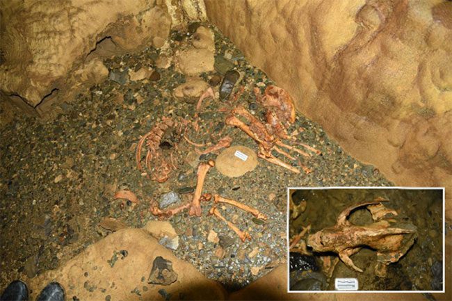 A panda skeleton discovered in Shuanghe Cave in Guizhou.