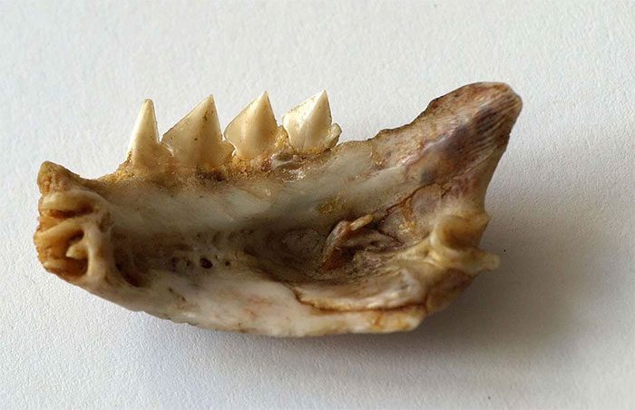 Piranha red belly jawbone sample