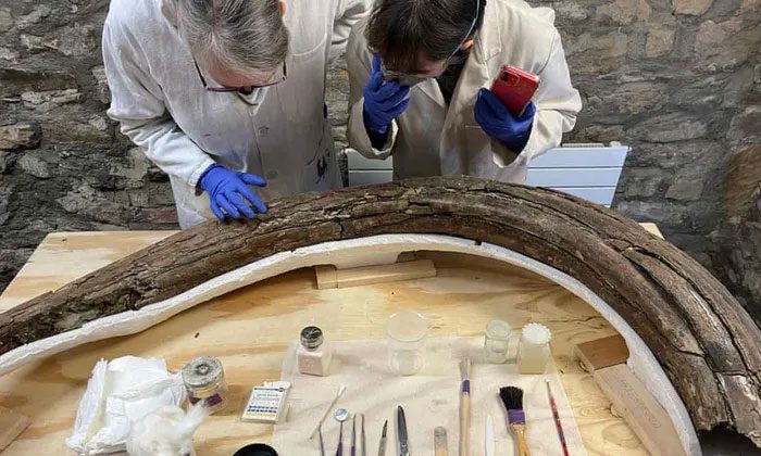 Paleontologists carefully examining excavated bones