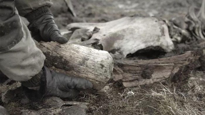 Mammoth skeleton unearthed in Siberia