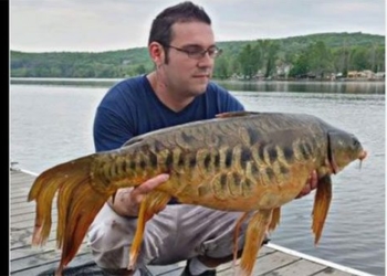young american catches carp social media says not an expert 117151
