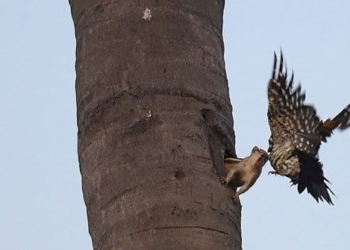 young man bird catches mistaken house of sister soc extremely and the ending 116862